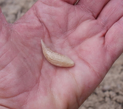 Astragalus chamaeleuce
