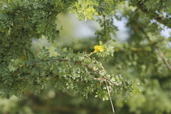 Parkinsonia texana macra