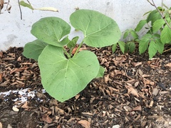Cucurbita moschata