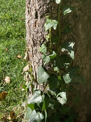 Hedera helix