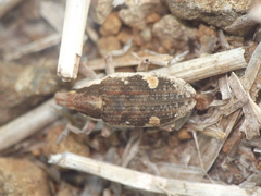 Cosmogaster lateralis