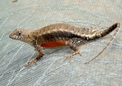 Sceloporus nelsoni