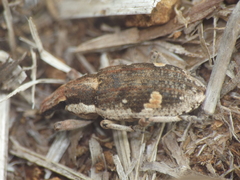 Cosmogaster lateralis