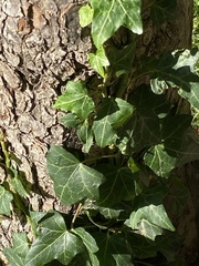 Hedera helix