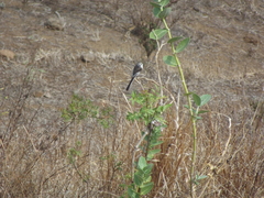 Pericrocotus erythropygius