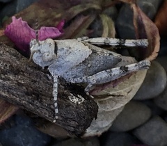 Trimerotropis occidentalis