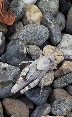 Trimerotropis occidentalis