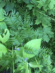 Polemonium caeruleum