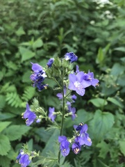 Polemonium caeruleum