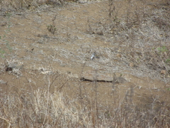 Pericrocotus erythropygius