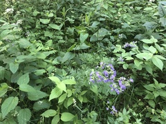 Polemonium caeruleum