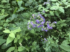 Polemonium caeruleum
