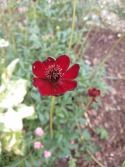 Cosmos atrosanguineus