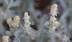 Atriplex glauca