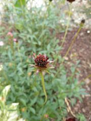 Cosmos atrosanguineus
