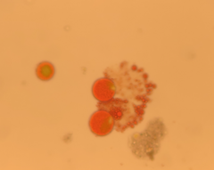 Chlamydomonas nivalis