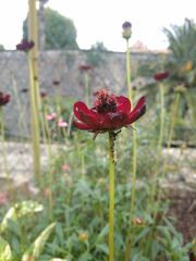 Cosmos atrosanguineus