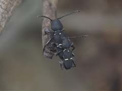 Epipedocera acaciae