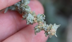 Atriplex glauca