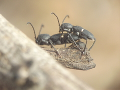 Epipedocera acaciae
