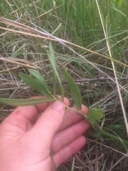 Asclepias lanuginosa