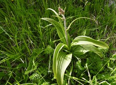 Veratrum nigrum