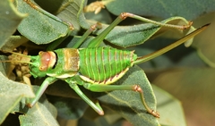 Steropleurus andalusius