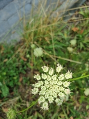 Daucus carota
