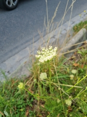 Daucus carota