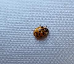 Harmonia axyridis