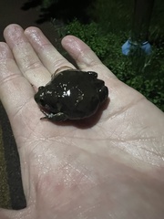 Kaloula borealis