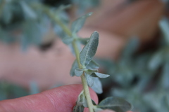 Atriplex glauca
