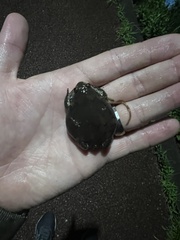 Kaloula borealis