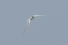 Sterna hirundo longipennis
