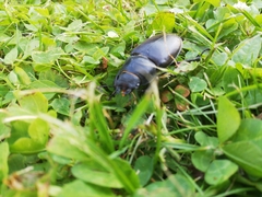 Lucanus cervus