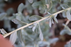 Atriplex glauca