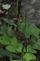 Oxalis obtriangulata