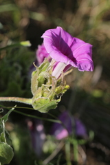 Ipomoea ommanneyi