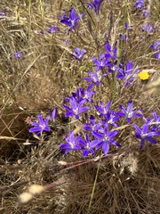 Brodiaea coronaria