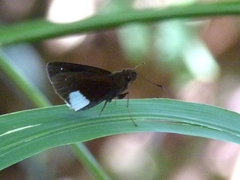 Cobalus virbius