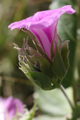 Ipomoea ommanneyi