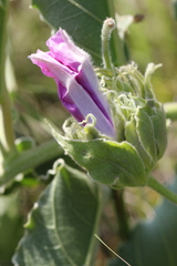Ipomoea ommanneyi