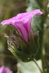 Ipomoea ommanneyi