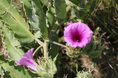 Ipomoea ommanneyi