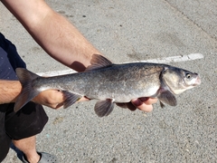 Orthodon microlepidotus