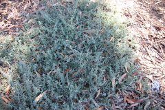 Atriplex glauca