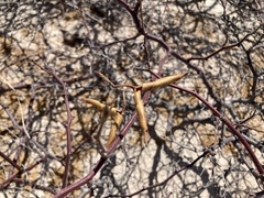 Erythrostemon placidus