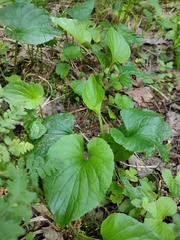 Viola uliginosa