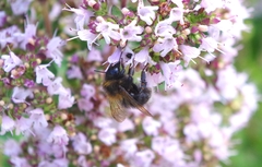 Bombus