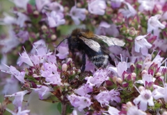 Bombus